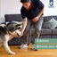 Curso Primeros días con tu cachorro, , large indicador imagen numero 3