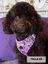 Arnés Ajustable Dogpuccino, , large indicador imagen numero 4