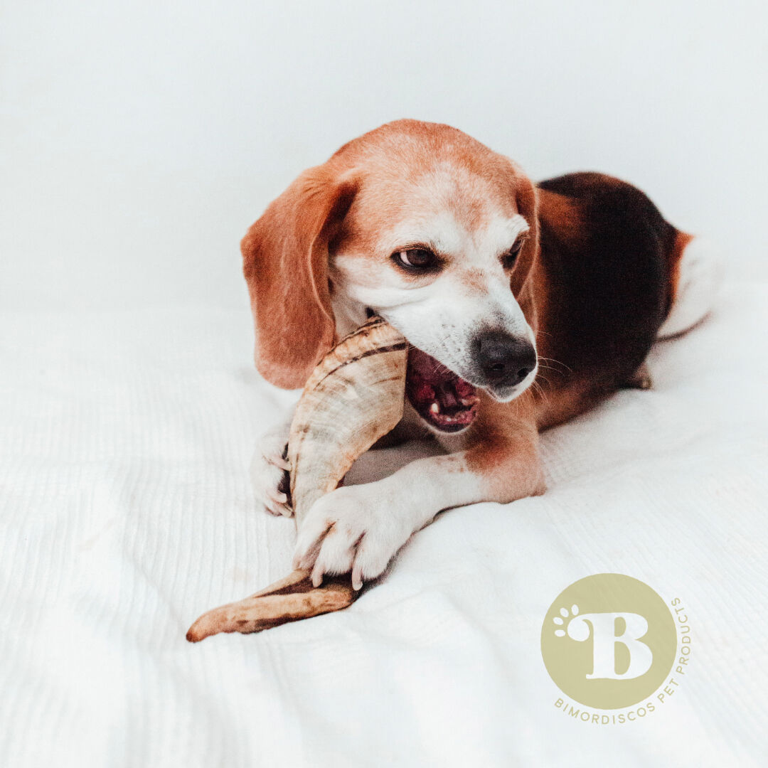 BIMORDISCOS Cuerno de carnero para perros Pack 2 x L, , large Imagen numero 2