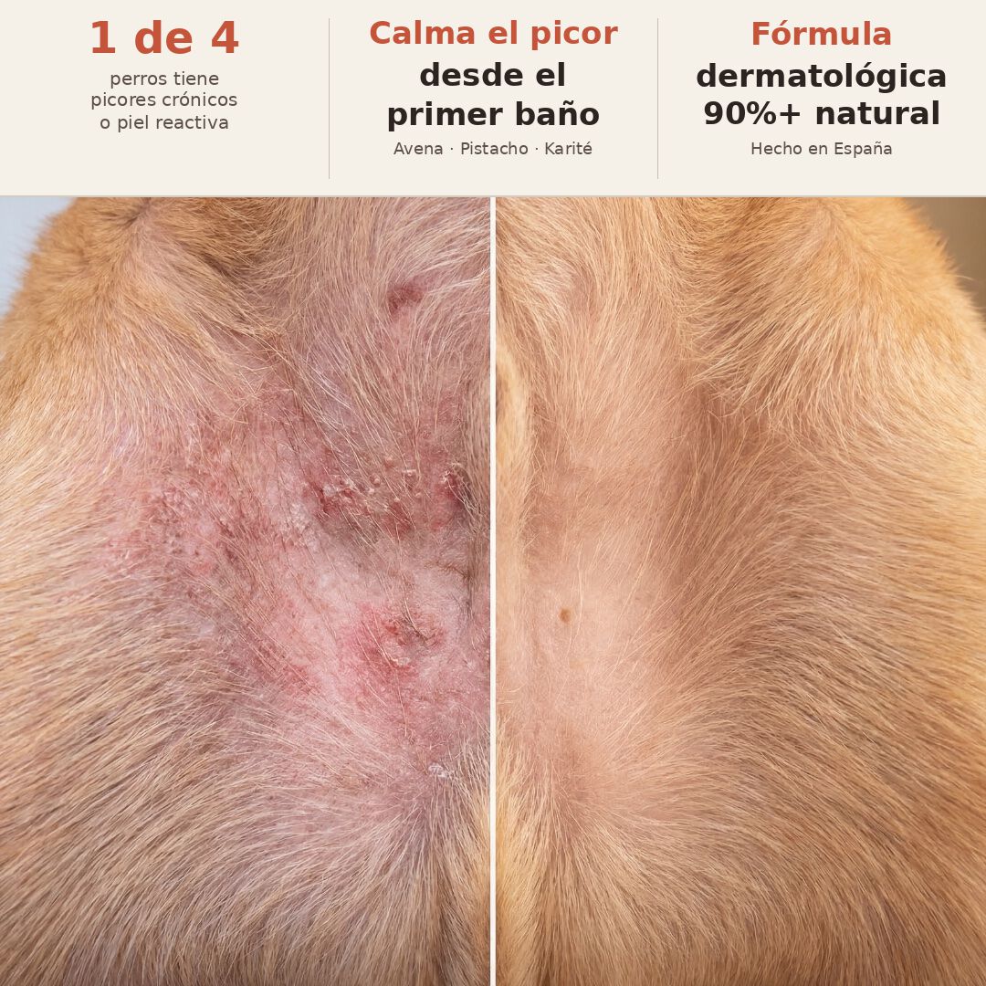 Champ&uacute; Skin-Therapy Pistacho y Avena para perros &middot; Antipicores &middot; Calma rojeces e irritaciones &middot; Piel sensible y reactiva &middot; Hecho en Espa&ntilde;a, , large Imagen numero 2