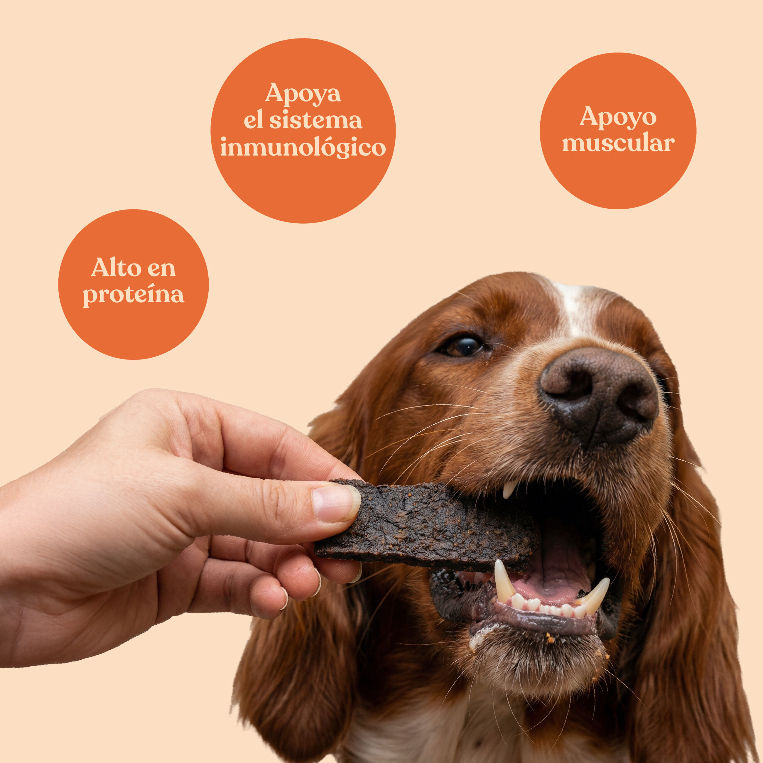 dr.bimix Filetes de Pato con Ar&aacute;ndanos para Perros | Snack Natural Premium, , large Imagen numero 3