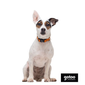Gotoo Collar de nylon reflectante naranja para perros