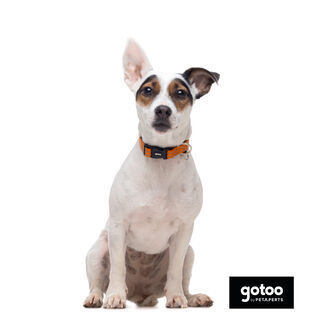 Gotoo Collar de nylon reflectante naranja para perros