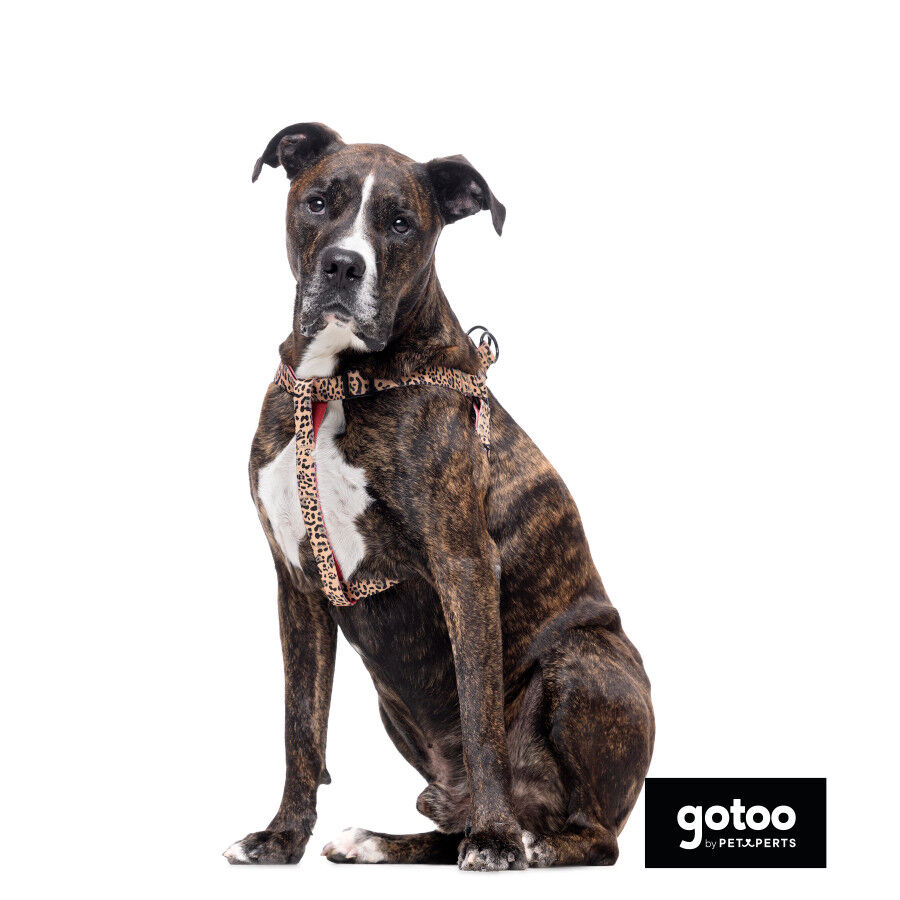 Gotoo Arn&eacute;s estampado leopardo para perros, , large Imagen numero 6