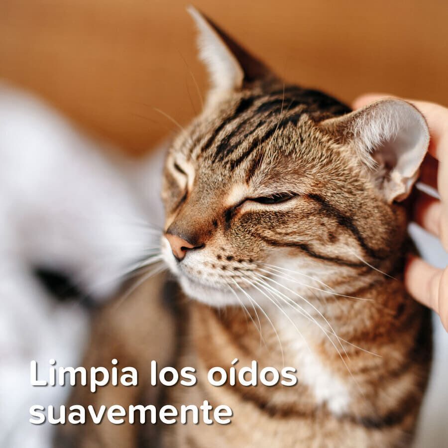 Beaphar Limpiador de O&iacute;dos para perros y gatos, , large Imagen numero 7