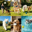 Nobleza Pack de 3 Juguetes para Perros &ndash; 2 Pelotas y 1 Bal&oacute;n de Rugby Indestructibles de Goma E-TPU, Juguete Interactivo Flotante y Limpiadientes para Perros Peque&ntilde;os, Medianos y Grandes, , large indicador imagen numero 3