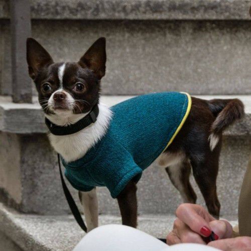 Jersey Nun Freeze para perros color Azul azafata, , large Imagen numero 2