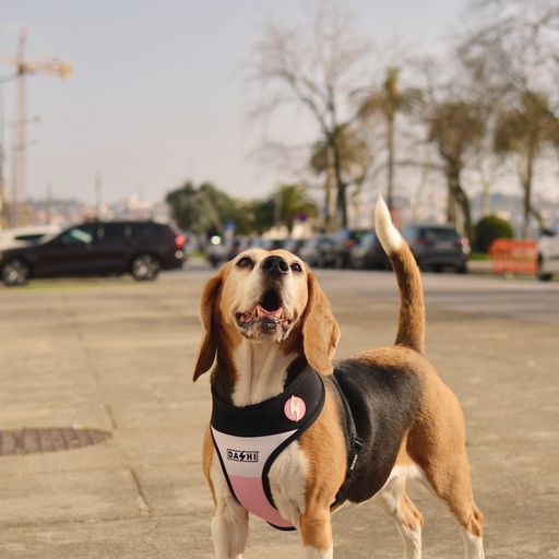 Dashi neo mesh stripes arn&eacute;s rosa y negro para perros, , large Imagen numero 3