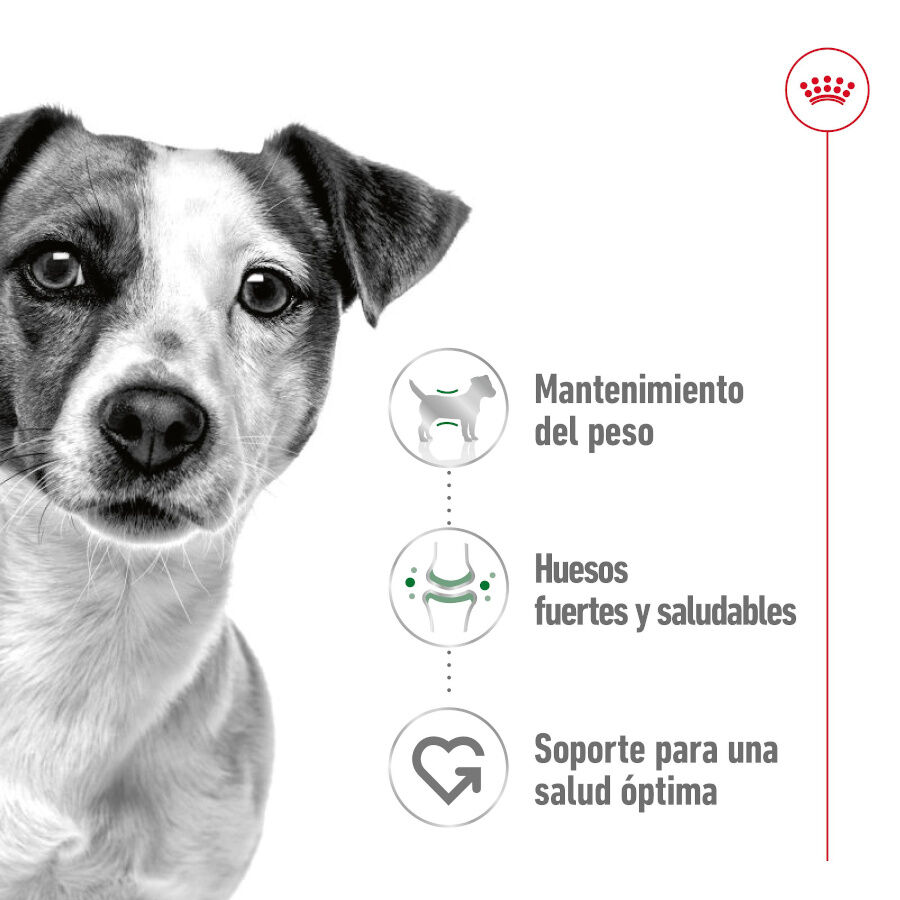 Royal Canin Mini Adult Paté lata para perros thumbnail