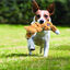 Kong Scrunch Knots Zorro de peluche para perros, , large indicador imagen numero 2