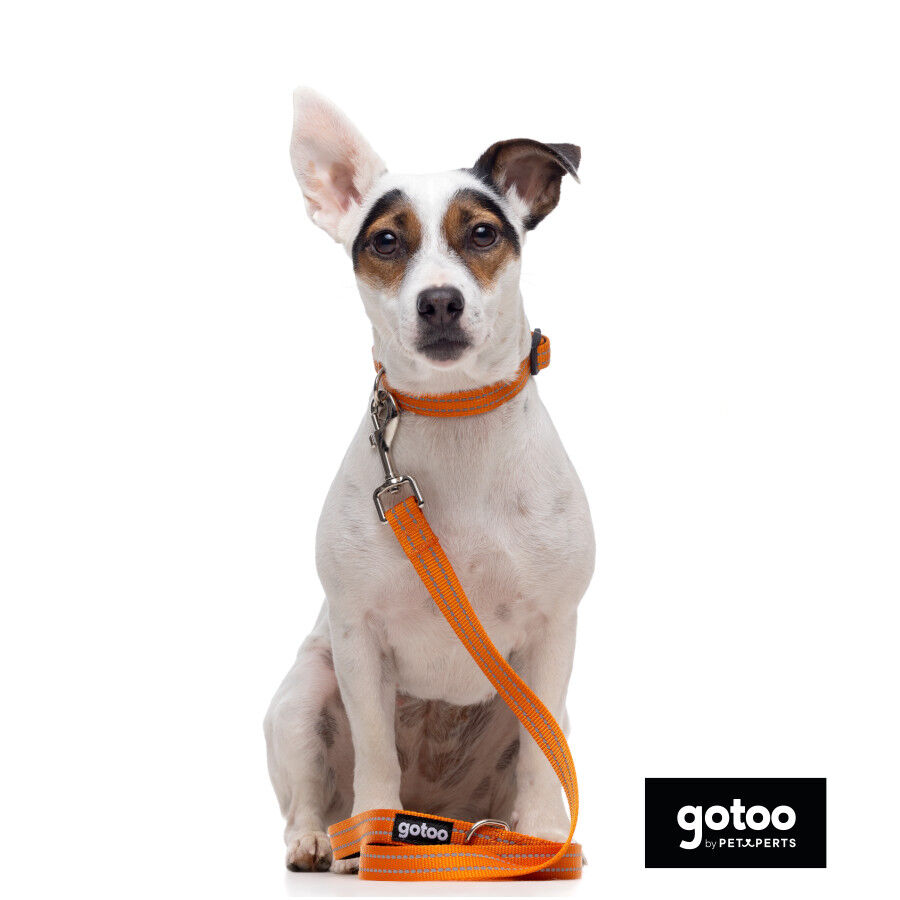 Gotoo Collar de nylon reflectante naranja para perros, , large Imagen numero 5
