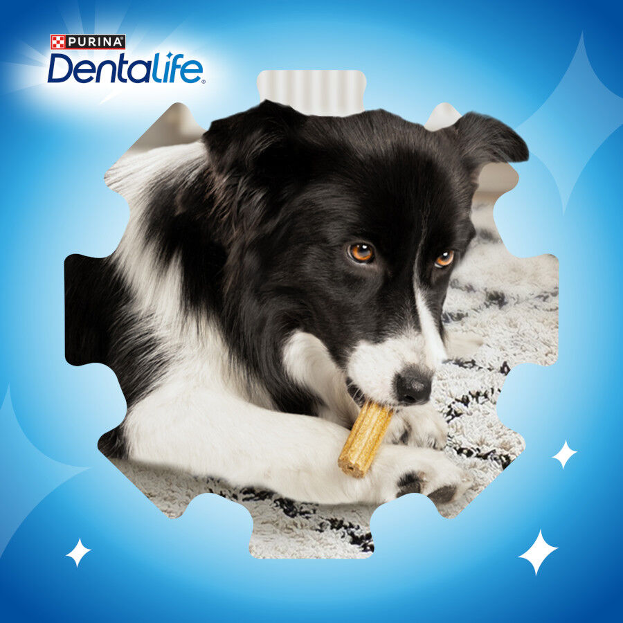 Dentalife Snacks Dentales para perros medianos thumbnail