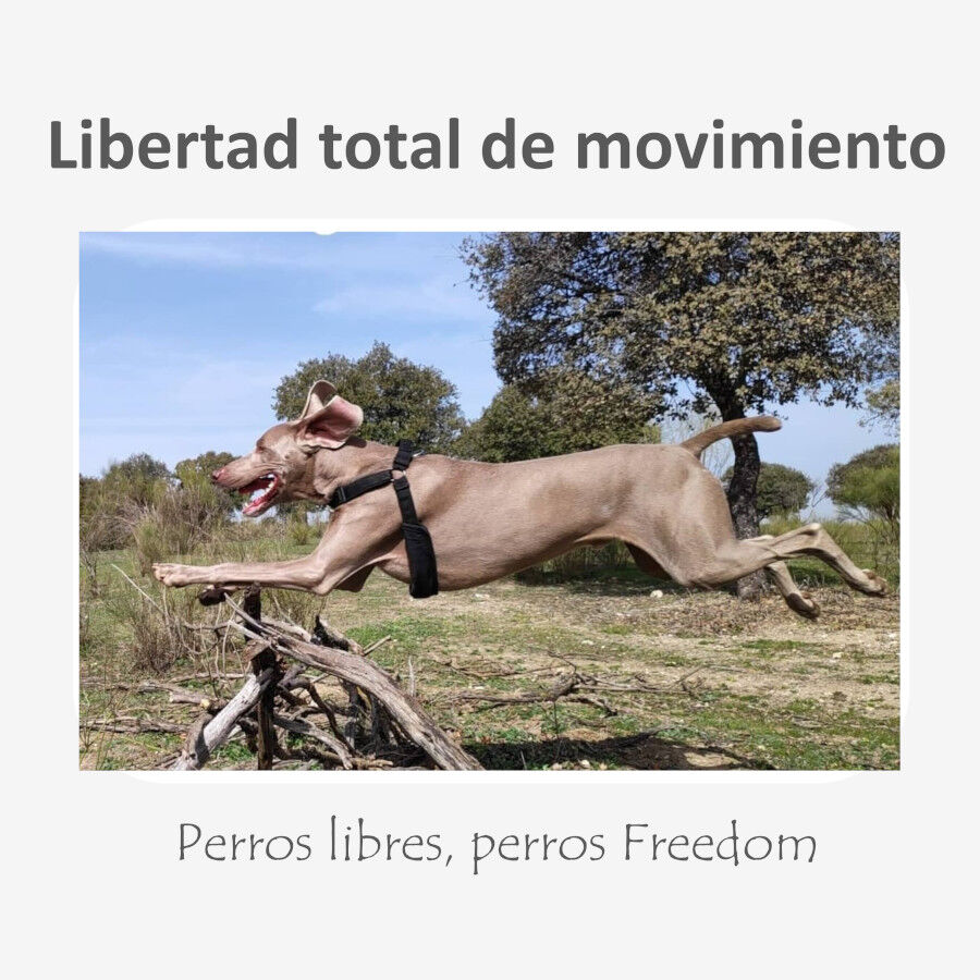 Freedom and Color Arn&eacute;s Anti-tirones Negro para perros, , large Imagen numero 5