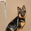 Baona correa kamilo de nylon reciclado multicolor para perros, , large indicador imagen numero 2