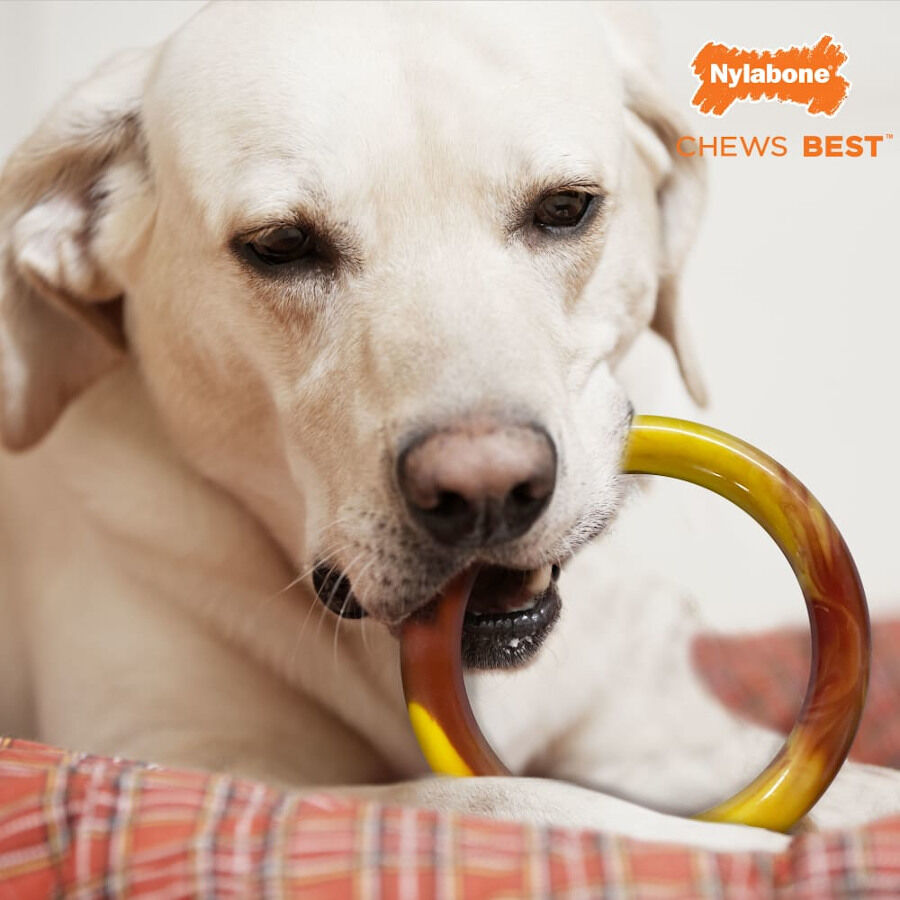 Nylabone Extreme Chew Ring Mordedor Redondo Sabor a Hamburguesa para perros, , large Imagen numero 3