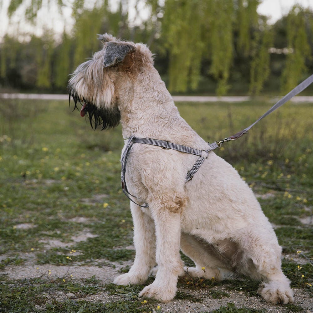 Ladran Gaucho Arnés Milo para perro thumbnail