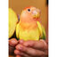 Psittacus Minor pienso para pájaros pequeños, , large indicador imagen numero 4