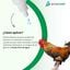 Avianvet Respiratorio Gallinas 500 ml, , large indicador imagen numero 3