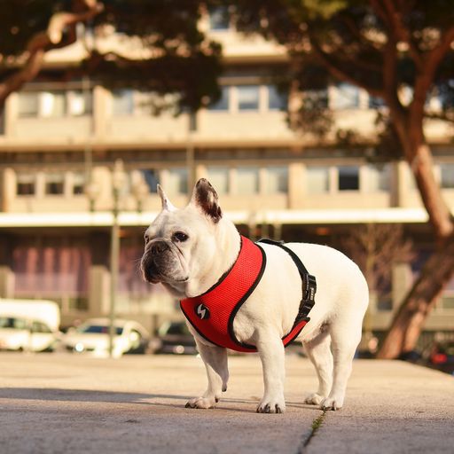 Dashi neo mesh stripes arn&eacute;s rojo y negro para perros, , large Imagen numero 3