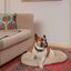 Ferplast Stuart Cama Beige para mascotas, , large indicador imagen numero 5