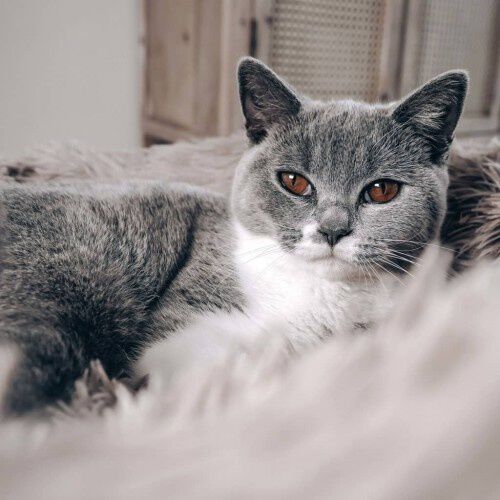 Cama redonda para mascotas color Rosa, , large Imagen numero 4