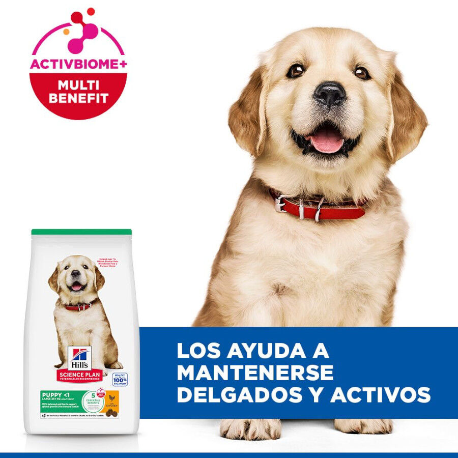 14.5 kg Hill's Science Plan Puppy large Pollo pienso para perros, , large Imagen numero 4