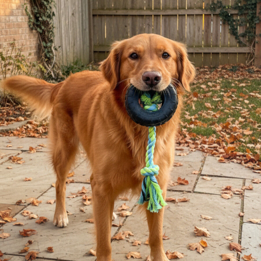 Tootoy! Mordedor Neum&aacute;tico de Goma con Cuerda para perros, , large Imagen numero 1