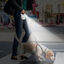 Correa extensible con LED para perro FIDA LED LEASH, , large indicador imagen numero 7