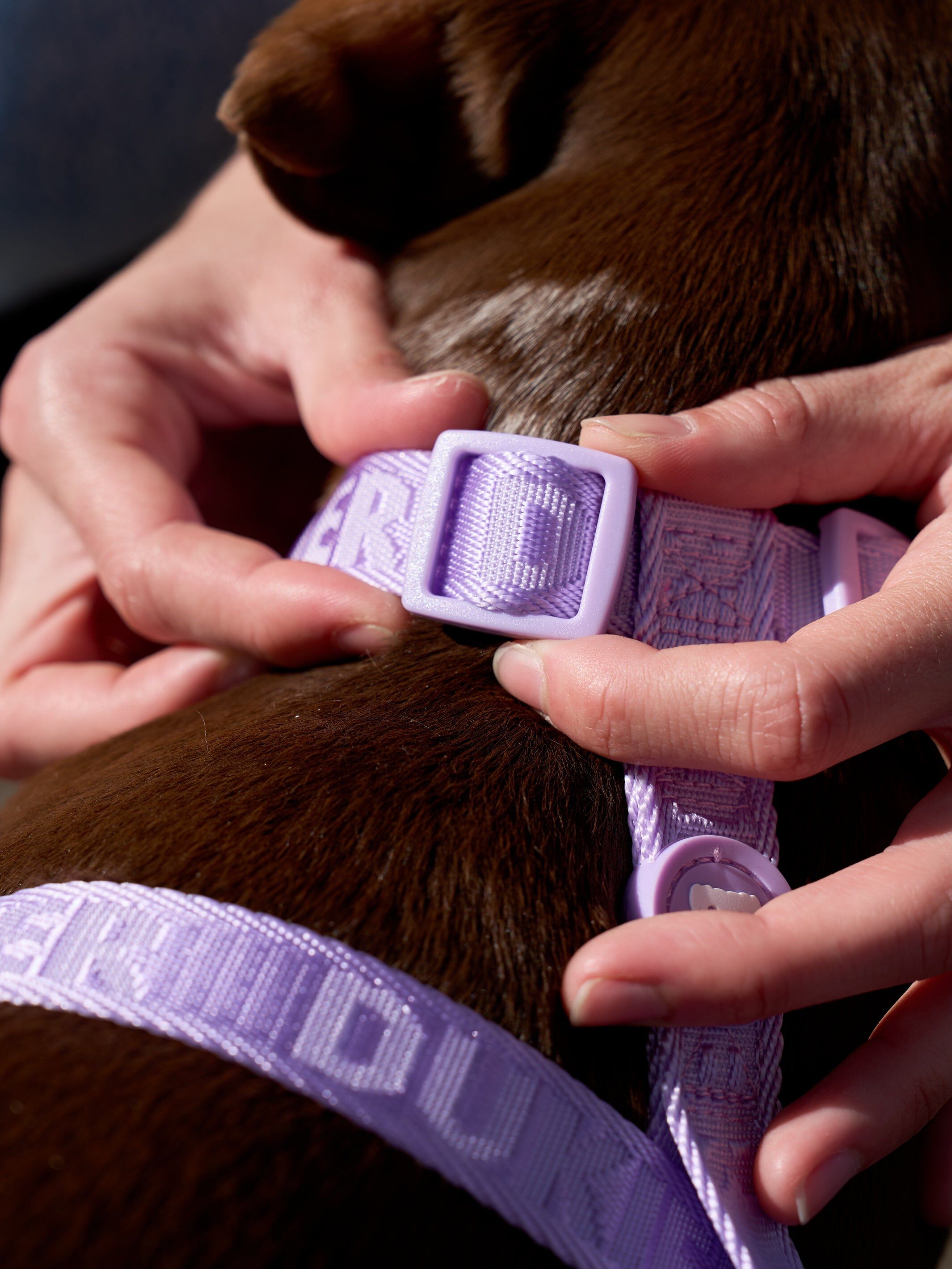 Arn&eacute;s Cl&aacute;sico Violet (Essentials) S, , large Imagen numero 4