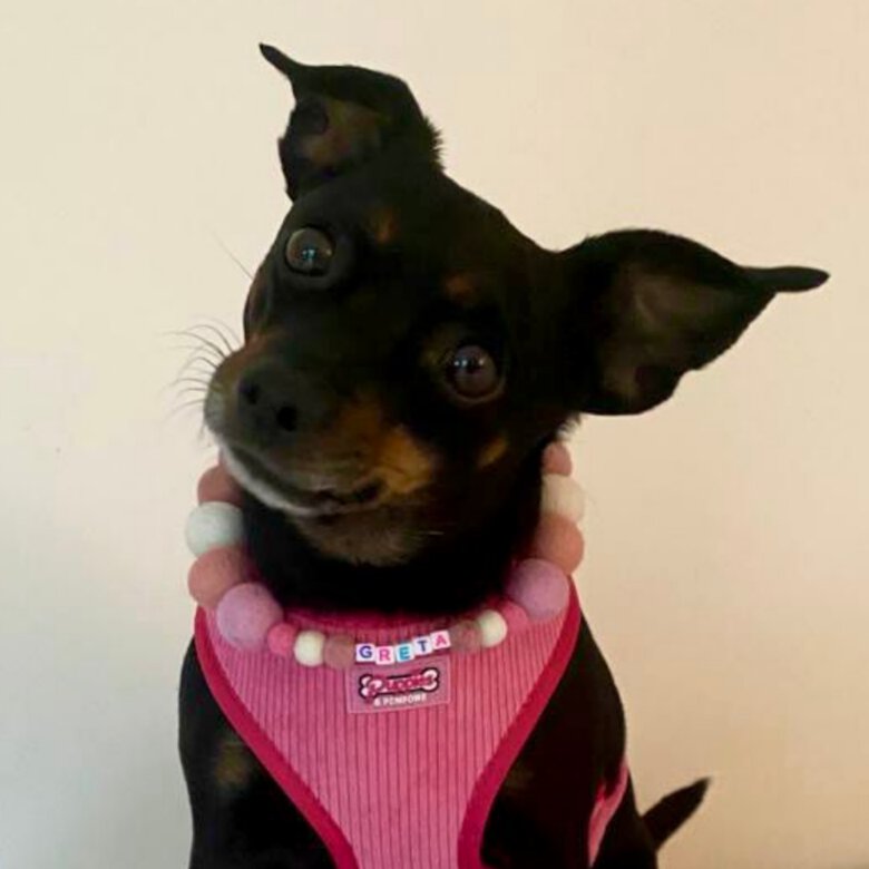Puppies & Pom Poms Collar Personalizado Rosa con Pompones para perros, , large image number null