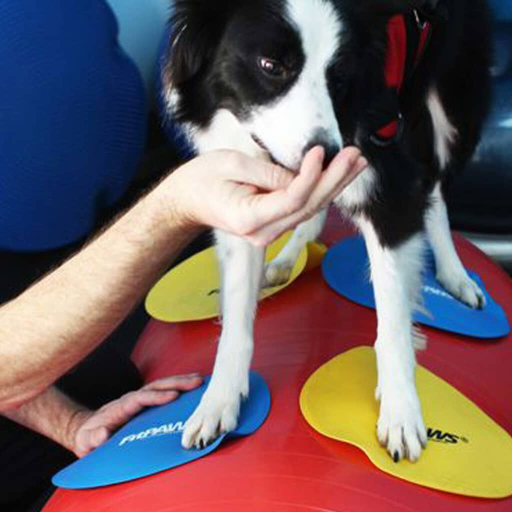 FitPAWS Accesorios de entrenamiento 4 unidades amarillo y azul, , large Imagen numero 4