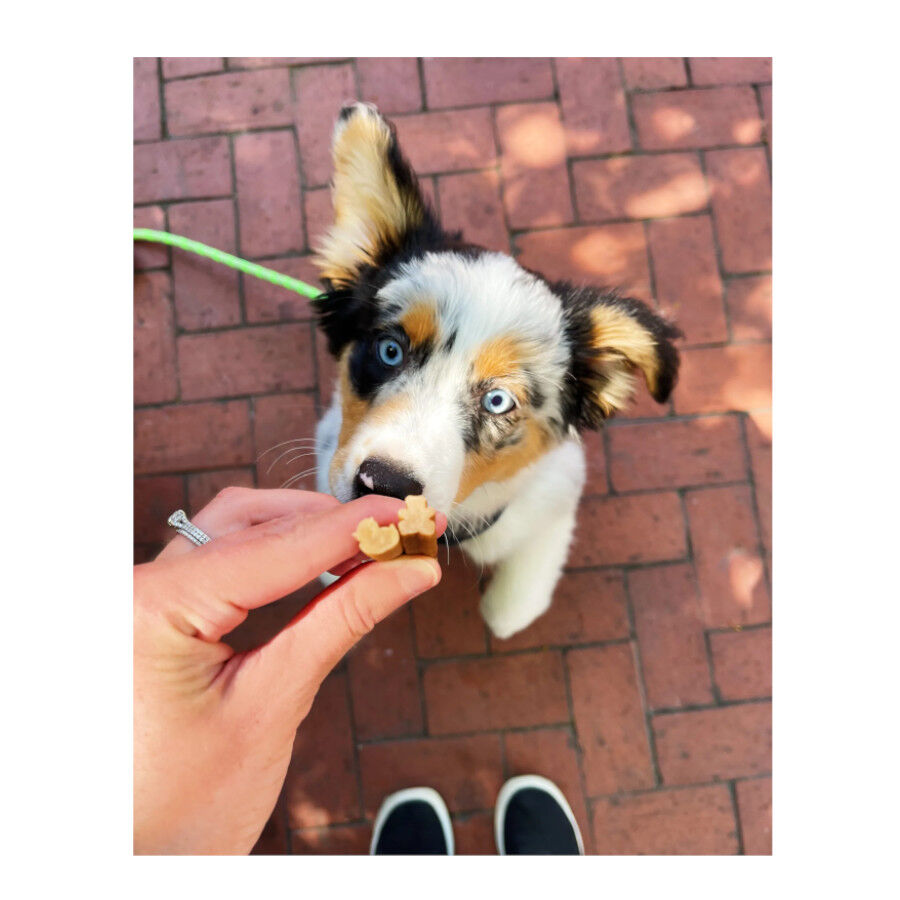 Whimzees Puppy XS/S Snacks Dentales Naturales para cachorros thumbnail