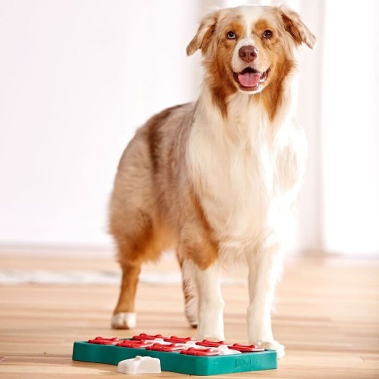 Juguete rompecabezas para perros thumbnail