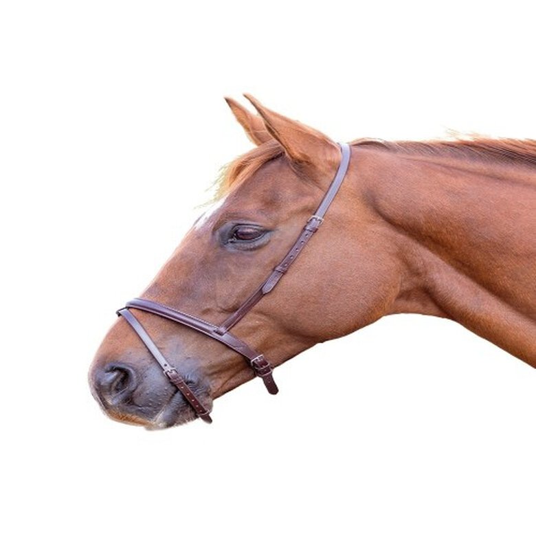 Blenheim Cabezada Doble de Cuero Marrón para caballos, , large image number null