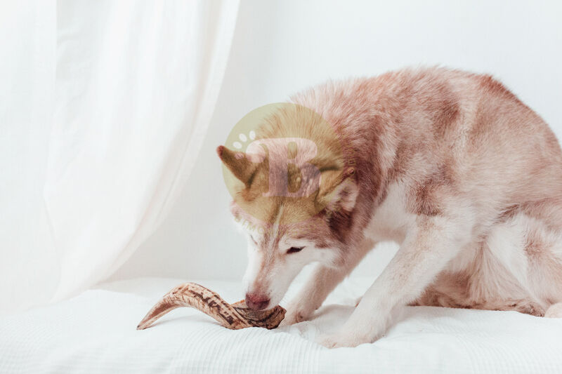 BIMORDISCOS Box NATURE LOVERS Pack de Astas para Perros y Cuernos para Perros, , large Imagen numero 5