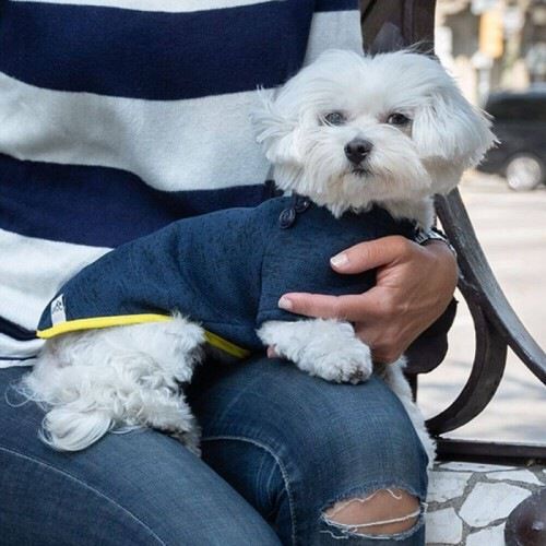 Jersey Pull Marin para perros color Azul real, , large Imagen numero 3