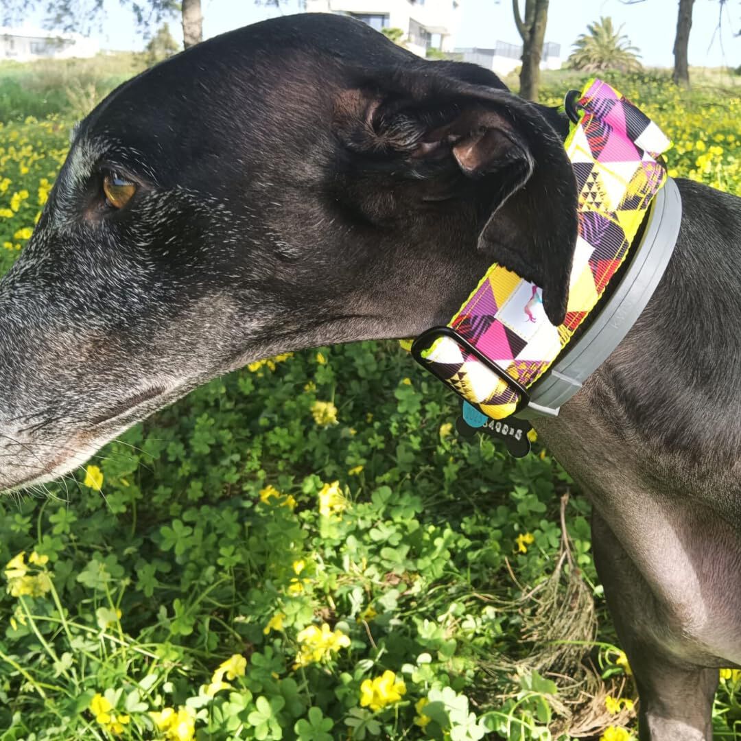 EGV - Collar Martingale 4 cm ancho, Collar galgo hecho a mano en Espa&ntilde;a (Triangulos), , large Imagen numero 5