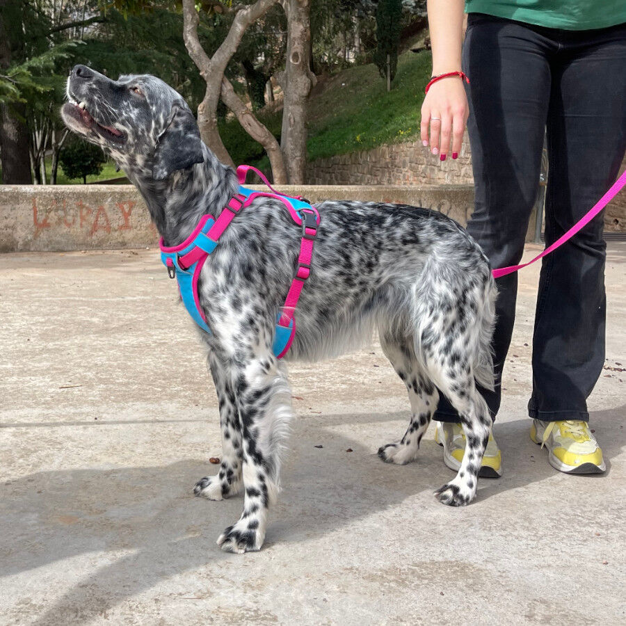 Freedog Cool Pro Tech Fucsia Arn&eacute;s Refrescante Deportivo para perros, , large Imagen numero 4