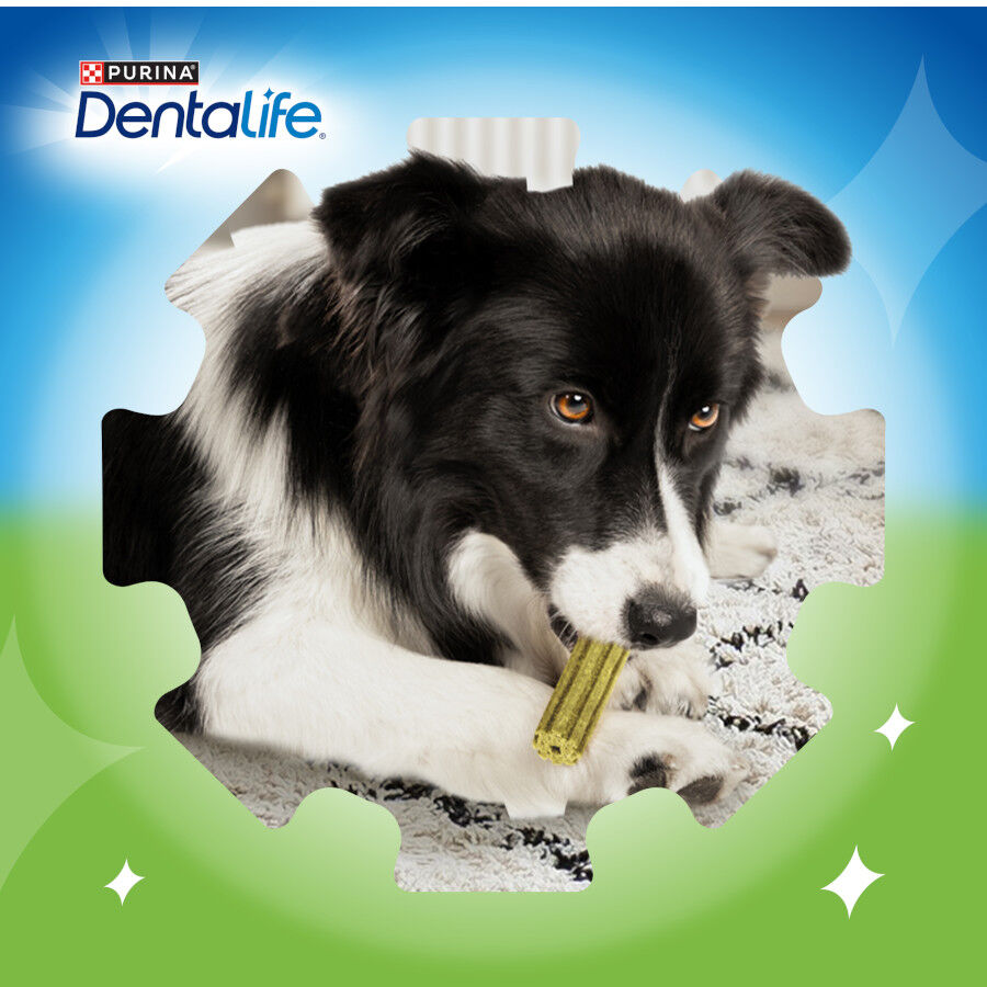 Dentalife Snacks Dentales Large ActivFresh para perros thumbnail