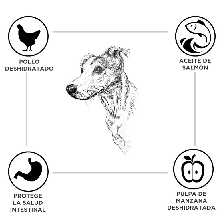 Criadores Adulto Pollo y Arroz pienso para perros de raza mediana thumbnail