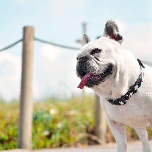 Collar betty boop classy color Negro, , large Imagen numero 3