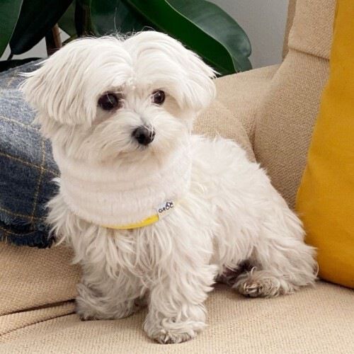Bufanda Uoamy Reversible para perros color Blanco, , large Imagen numero 2