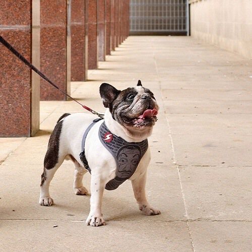 Arn&eacute;s Neo Mesh La Casa de Papel Melted para perros, , large Imagen numero 3