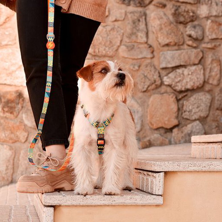 Dashi terracotta correa de poliéster multicolor para perros, , large image number null