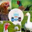 Finca casarejo pack contra el resfriado de productos naturales para aves, , large indicador imagen numero 3