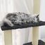 Vidaxl rascador con casa 5 plantas gris oscuro para gatos, , large indicador imagen numero 4