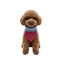 Gotoo Jersey Polar Azul para perros, , large indicador imagen numero 7
