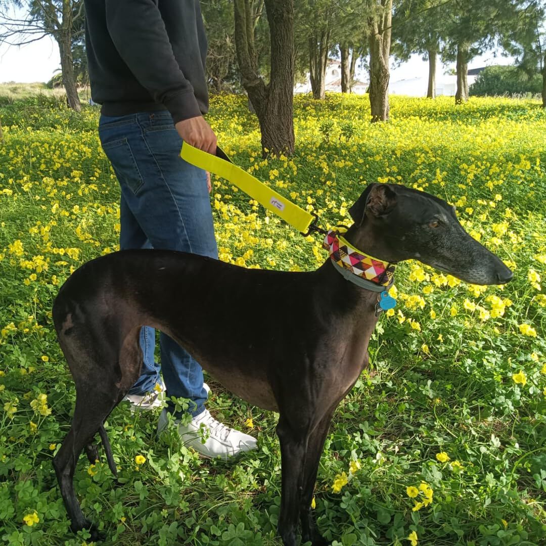 EGV - Correa corta perro 4cm ancho, asa neopreno y mosquet&oacute;n reforzado. 50cm longitud. (Amarillo), , large Imagen numero 5