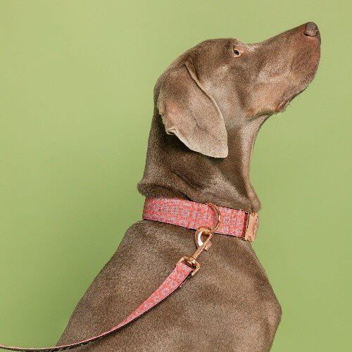 Baona correa haina de nylon reciclado rosa para perros, , large Imagen numero 2