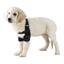 Ortesis de Codo para Perros con Artritis de Codo, Higromas o Dislocación de Hombro, , large indicador imagen numero 5